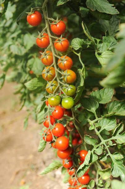 cultivation of Pachino tomatoes in Sicily in the Portopalo di Capo Passero area near Pachino - Photo, Image