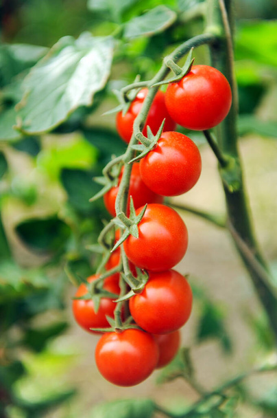 cultivo de tomates verdadeiros paquinos IGP na Sicília, na área de Portopalo di Capo Passero, perto de Pachino - Foto, Imagem
