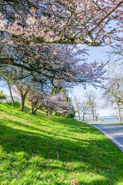 Деревья на травянистом склоне у озера Вашингтон в полном расцвете. - Фото, изображение