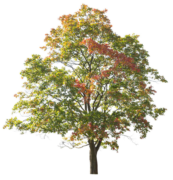 Осенний клен дерево с красочными листьями изолированы на белом фоне. - Фото, изображение