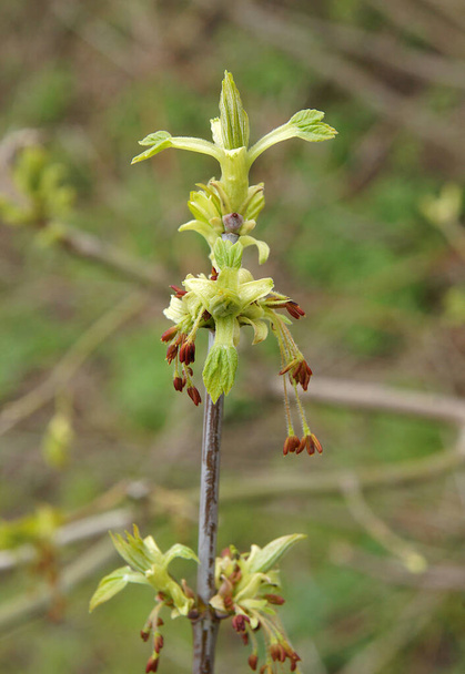 Box Elder (Acer negundo) inflorescence in early spring. Image with local focusing and shallow depth of field - Photo, Image