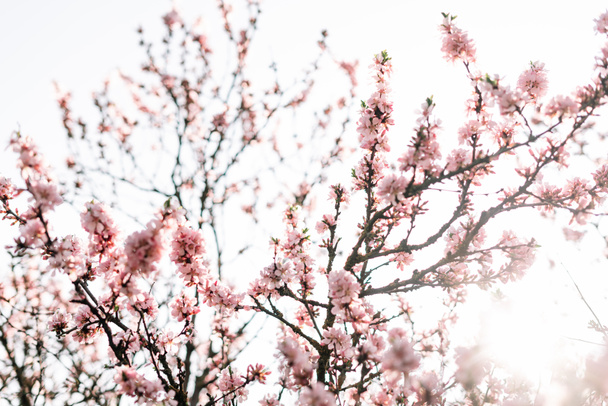Bella primavera floreale sfondo astratto della natura.Rami di fioritura macro albicocca con soft focus su delicato sfondo cielo azzurro. Per biglietti di auguri pasquali e primaverili con spazio di copia - Foto, immagini