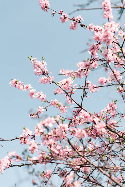 Selectieve focus van mooie takken van Cherry bloesems op de boom onder de blauwe hemel, Mooie Sakura bloemen tijdens het voorjaarsseizoen in het park, Flora patroon textuur, Natuur bloemen achtergrond. - Foto, afbeelding