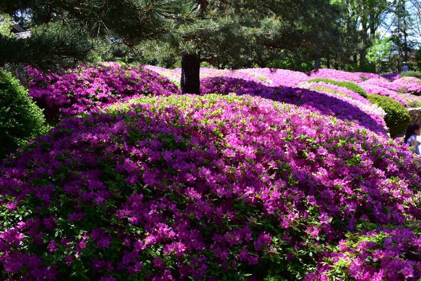 Azaleas bloeien in de Malott Japanse Tuin - Foto, afbeelding