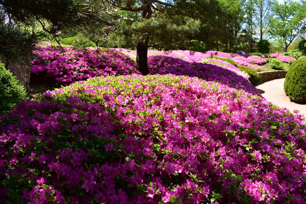 Azaleen blühen im Japanischen Garten Malott - Foto, Bild