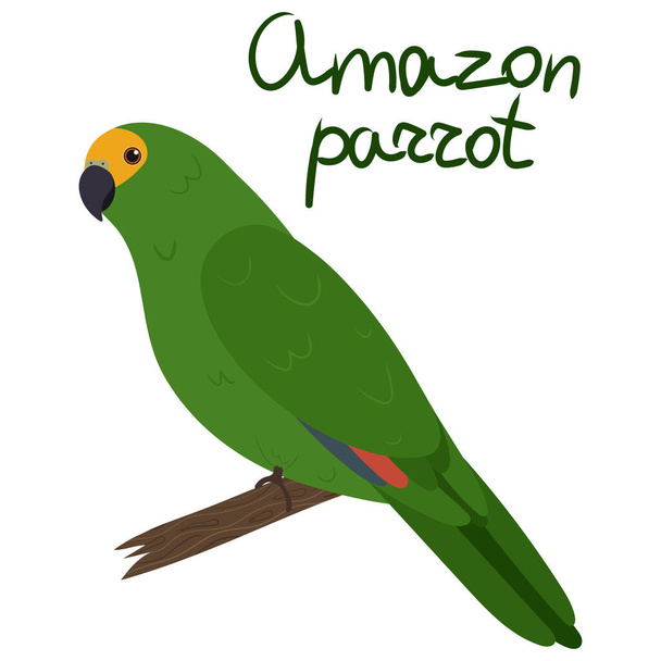 Amazone perroquet en style dessin animé sur fond blanc. Amazone perruche - Vecteur, image