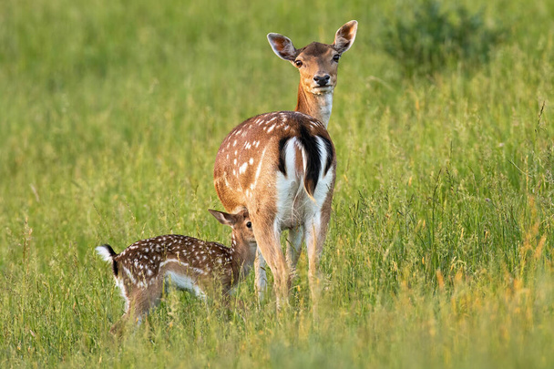 Ciervo de poca profundidad con cervatillo de pie en el prado en verano naturaleza - Foto, imagen