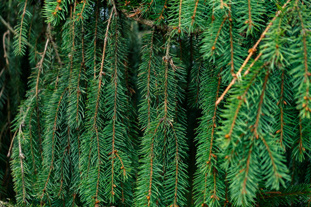 Patrón de fondo ramas de pino picea verde - Foto, Imagen