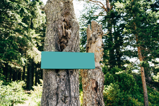Blank green sign on a tree in the middle of the forest - Valokuva, kuva