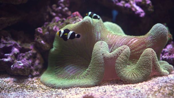 Small fishes swim in the aquarium against the background of anemones. Marine life in the oceanarium. - Photo, Image