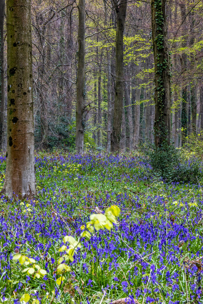 Pohled na Bluebells objevující se ve Wepham Wood - Fotografie, Obrázek