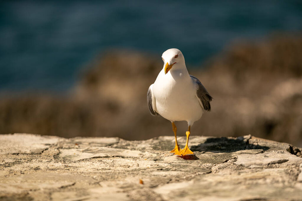 A closeup shot of a seagull perched on a rocky seashore in Vrsar, Croatia - Photo, Image