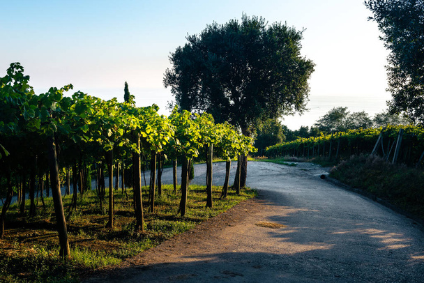 Txakoli white wine vineyards, Getaria, Spain - Zdjęcie, obraz