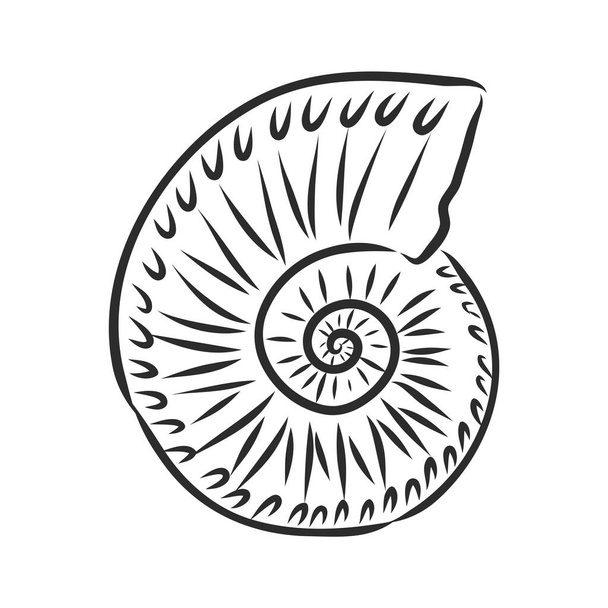 Conjunto dibujado a mano de varias conchas marinas. concha de almeja, dibujo vectorial - Vector, imagen