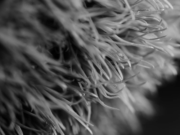 beautiful grass that comes from America, specifically New Mexico. Ponytails is a compact, lower variety of this ornamental grass. Selective focus, DOF, macro, black and white - Photo, Image