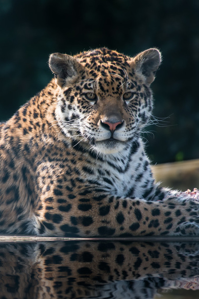 Jaguarkatze - Foto, Bild