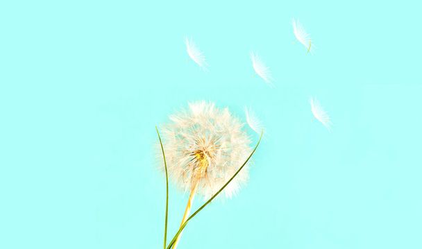 白いタンポポの花序を持つ創造的なミントの背景。トレンディな色。お祝いの背景のための概念クローズアップ - 写真・画像