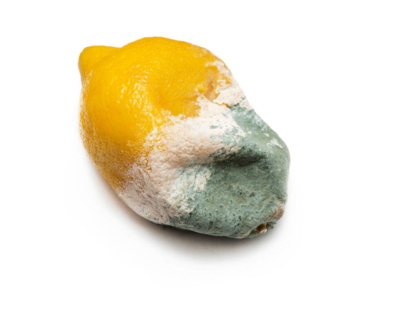 Jedno shnilé, napůl rozložené, ochablé, zelenobílé plesnivé ovoce na bílém pozadí. Rozmazlený, nezdravý, žlutý citrusový citron. Koncept prošlých potravinářských výrobků.  - Fotografie, Obrázek