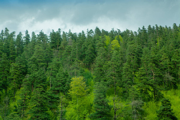 зеленый лес поднимается на гору вечером - Фото, изображение