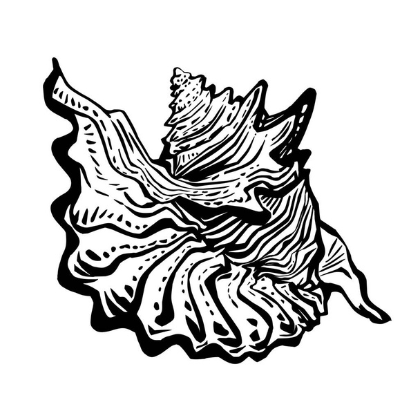 Sea fauna doodle marine seashell in live line hand drawn style of black ink. - Vector, afbeelding