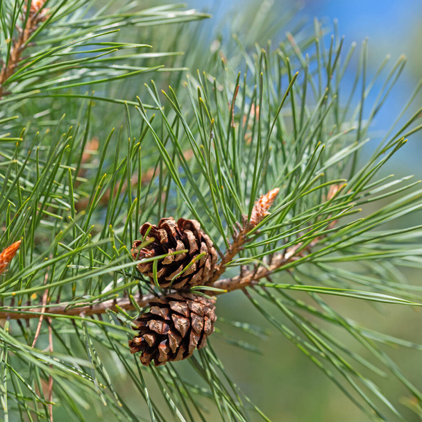 Çam kozalaklı Pinus. - Fotoğraf, Görsel