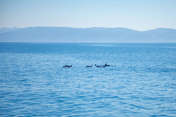 Gruppe wilder Delfine in der Adria in der Nähe von Kroatien Kosten - Foto, Bild