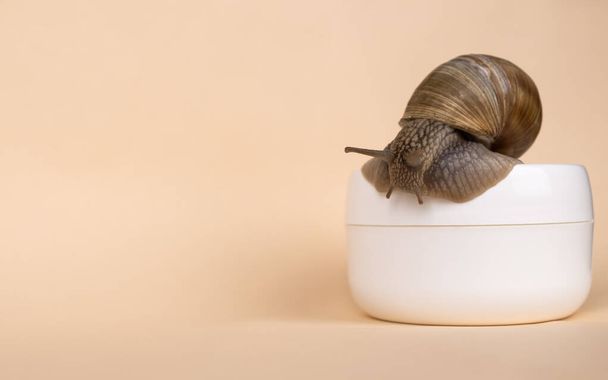 snail and mucin cream on beige background with place for text, beauty skin care copy space - Fotografie, Obrázek