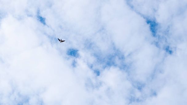 vzdušné porézní mraky a pták na obloze s kopírovacím prostorem, bílá obloha pozadí - Fotografie, Obrázek