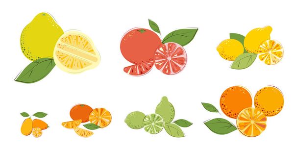 Серія Citrus Fruits. Ripe Juice Vitamin Fruits: Pomelo, Grapefruet, Lemon, Oranges, Lime, Mandarins, Kumquat. Flat Vector Illustration. - Вектор, зображення