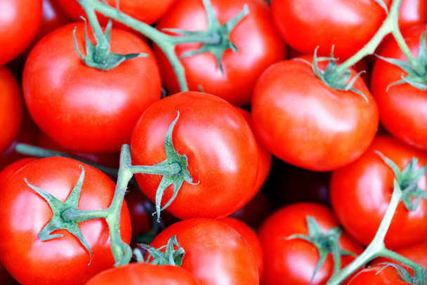 Czerwone dojrzałe pomidory na zielonych łodygach. Skupienie selektywne, zbliżenie. - Zdjęcie, obraz
