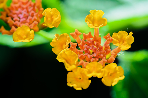 kleine bloemen van lantana camara - Foto, afbeelding