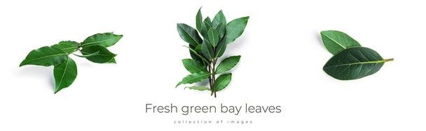 Φρέσκα πράσινα φύλλα δάφνης απομονωμένα σε λευκό φόντο. Στεφάνι δάφνης. - Φωτογραφία, εικόνα