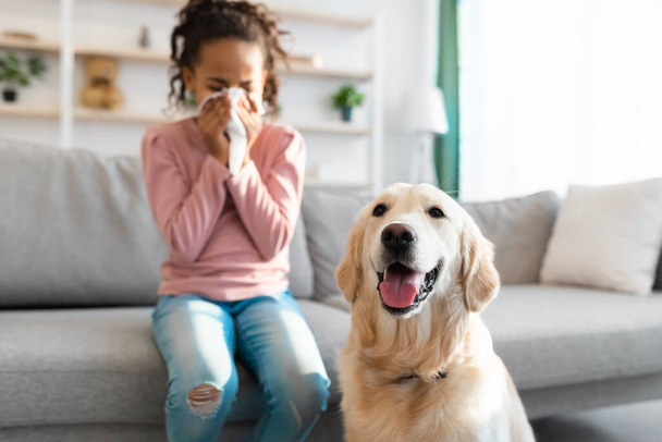 犬アレルギー。アフリカ系アメリカ人の少女は鼻の混雑に苦しみながらくしゃみをする - 写真・画像