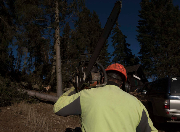 ein Holzfäller mit der Kettensäge beim Fällen von Bäumen im Wald - Foto, Bild