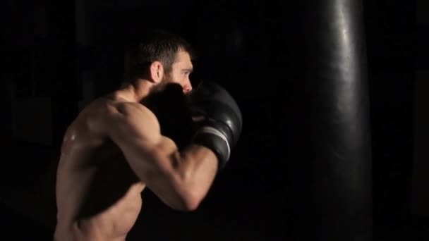 Boxer side shot - Footage, Video