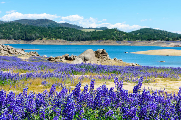 Волчанки диких цветов супер цветут фиолетовыми полями на живописном берегу осушенного озера Фолсом, Калифорния. Сосредоточьтесь на нижнем ряду люпинов. Размытый фон. - Фото, изображение