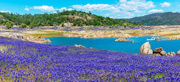 Panoramiczny widok. Fioletowe pola dzikich kwiatów łubinu super kwitną na malowniczym brzegu osuszonego jeziora Folsom, Kalifornia. - Zdjęcie, obraz