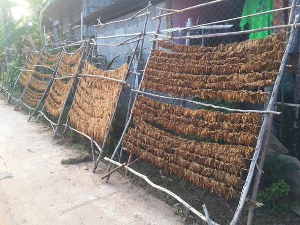 Curing Burley Tobacco. Tobacco leaves drying. Tobacco leaves to incubate tobacco leaves naturally. Snap photography shot by smartphone. - Photo, Image