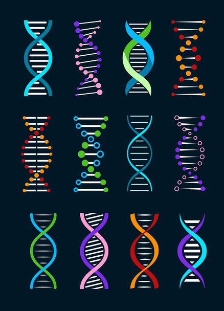 DNA helix isolated vector icons of genetics and biotechnology science. Spiral strands of gene legacy, double helix of human DNA molecule with colorful chromosomes and atoms - Vector, Image