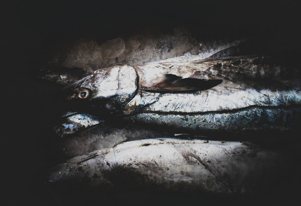 King mackerel fish kept on ice with dark background. - Photo, image