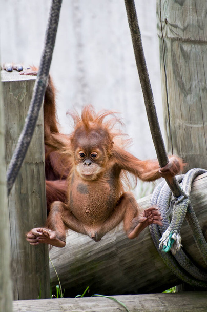 Сент-Пол, Миннесота. Девятимесячный мальчик Суматранский орангутанг "Pongo abelii" учится лазать по канатам.   - Фото, изображение