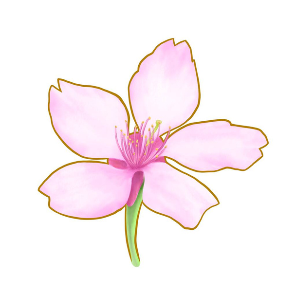 Pink sakura floral, a digital painting of Japanese cherry blossom flower raster 3D illustration isolated on white background. - Photo, Image