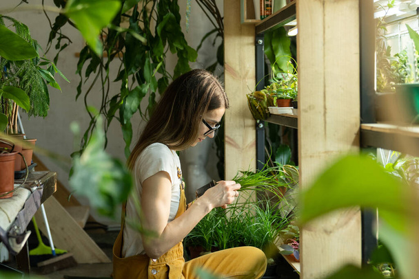 Floristería femenina trabajo de jardinero en invernadero, floristería, naranjería con plantas de interior. Plantas de cultivo - Foto, Imagen
