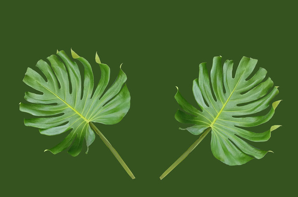 Tropische flora, Ontwerp twee monstera groen blad geïsoleerd op groene achtergrond, Genus van bloeiende planten, Zwitserse kazen plant, topveiw - Foto, afbeelding