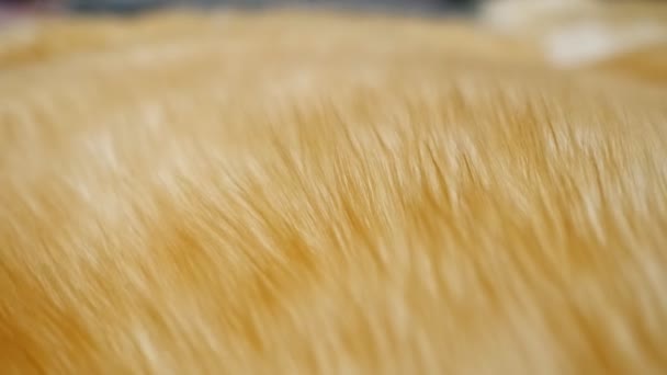 Close-up van faux fur tapijtcamerabeweging - Video