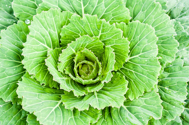Органический свежий зеленый ошейник в саду для ежедневных потребностей в питании - Фото, изображение