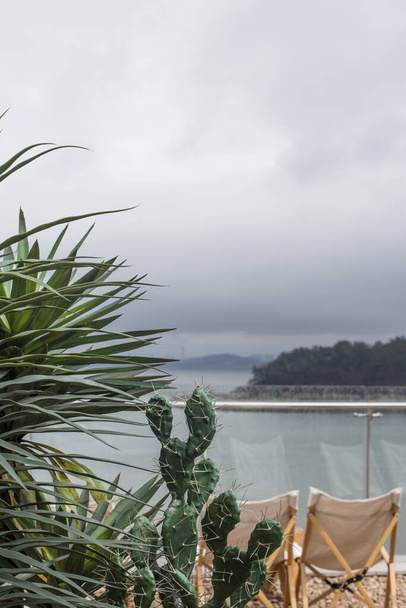 Deniz kıyısında yeşil bitki kaktüsü. Denize yakın bir kaktüs manzarası - Fotoğraf, Görsel