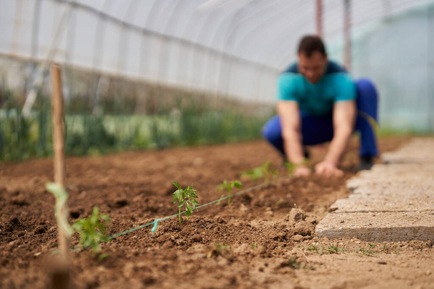 Farmer preparing the soil for planting tomatoes in his hothouse - Φωτογραφία, εικόνα