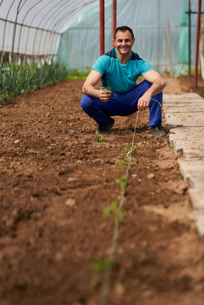 Farmer preparing the soil for planting tomatoes in his hothouse - Photo, Image