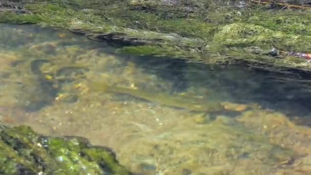 Kala pitkä sammaleinen makean veden virtaus.Vedenalainen joki eläin puro luonnonvaraisten eläinten puro fluvial perunavesi vedet pieni pieni mini yksin yksi yksinäinen ympäröi ympäröivä suo suo juoksuhiekka suo suo suo Mammun järvi 4K - Materiaali, video